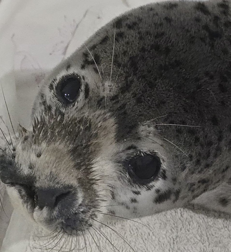 Телеграм-канал 