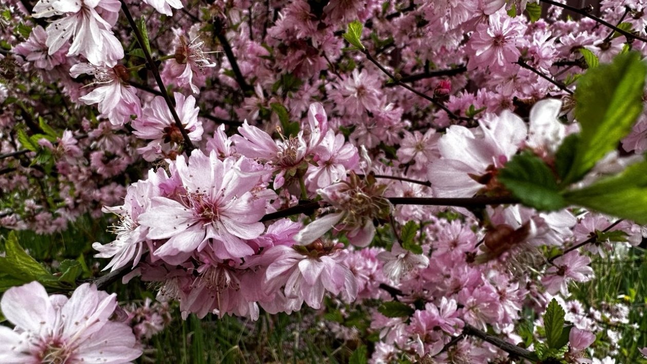 Цветы, природа, погода Анастасия  Москалева, ИА ChitaMedia.su