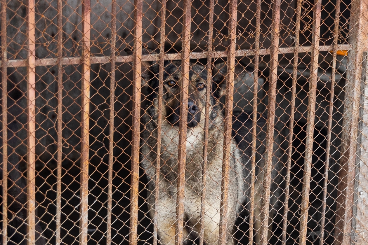 В Якутии усилили отлов безнадзорных собак Илья Табаченко, ИА PrimaMedia