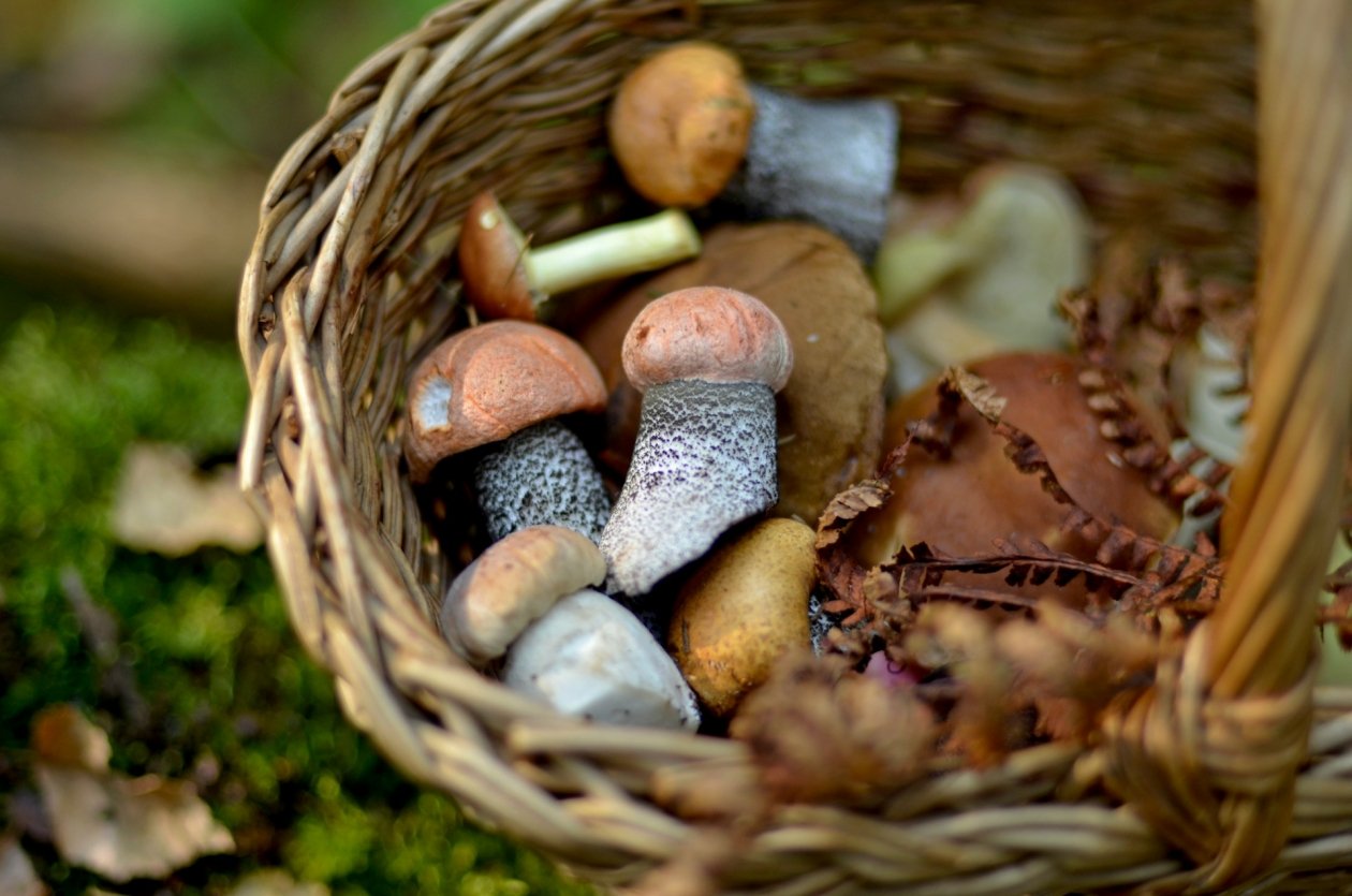 Памятка для грибника 2026: когда и где собирать, как не отравиться Tatiana Tochilova/unsplash
