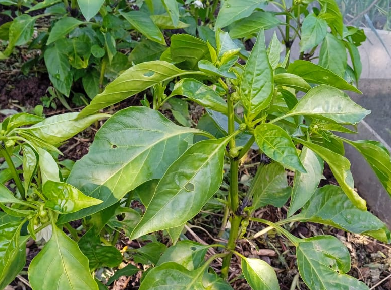 По 2 стакана и 3 ложки в лунку - перцы завалят урожаем: за плодами листьев не видно ИА StavropolMedia