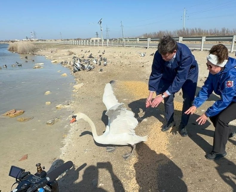 Лебедей вернули в водоем Соцсети Валерия Иванова