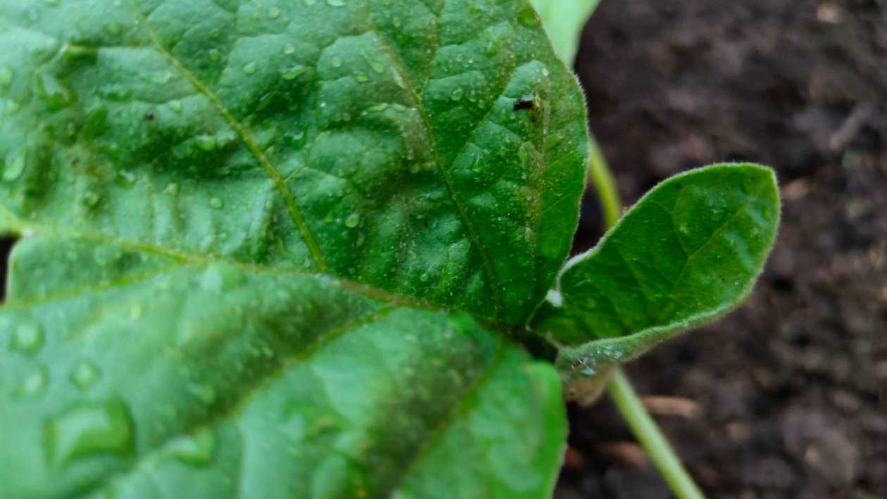 Баклажаны Автора