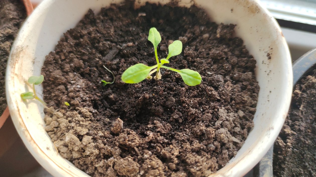 Петуния Автора