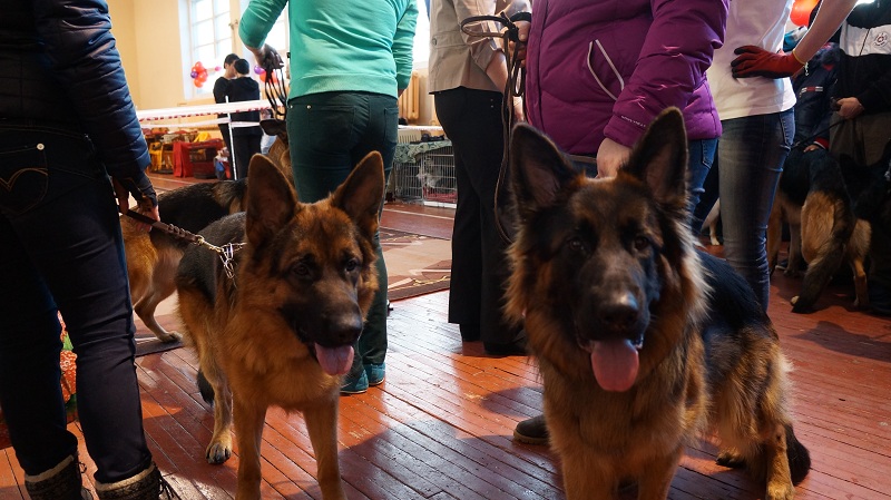 Немецкие овчарки, Фото с места события собственное
