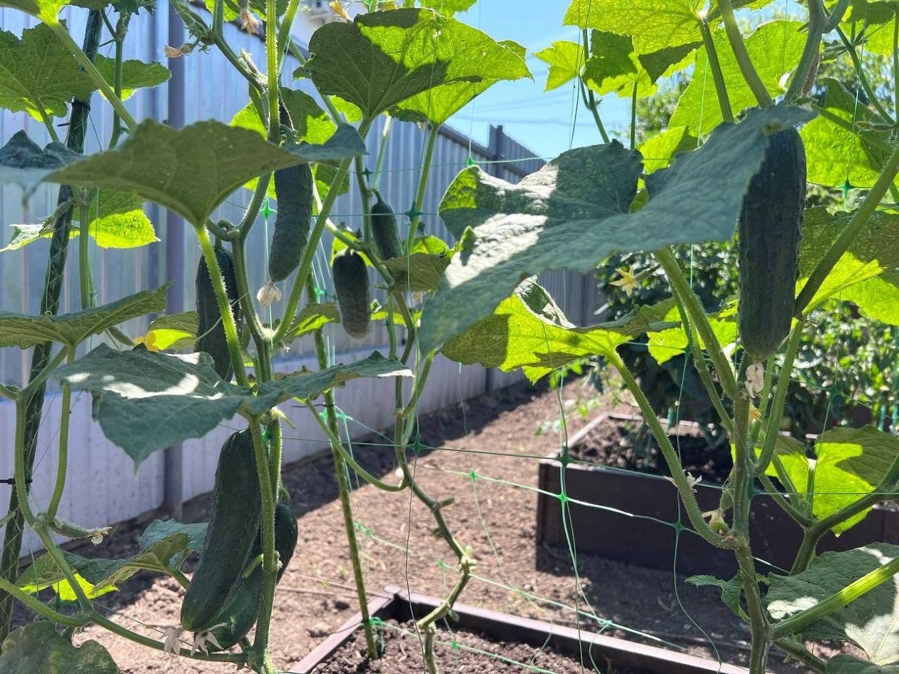 Применила копеечный рецепт из соды и мыла - и остановила гибель огурцов от мучнистой росы за 3 дня ИА StolicaMedia