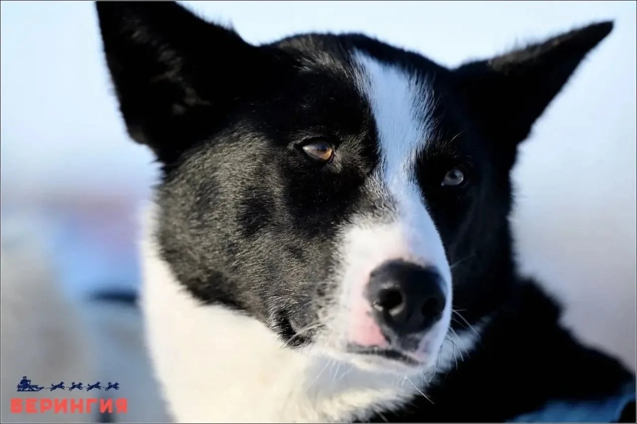 Оргкомитет гонки