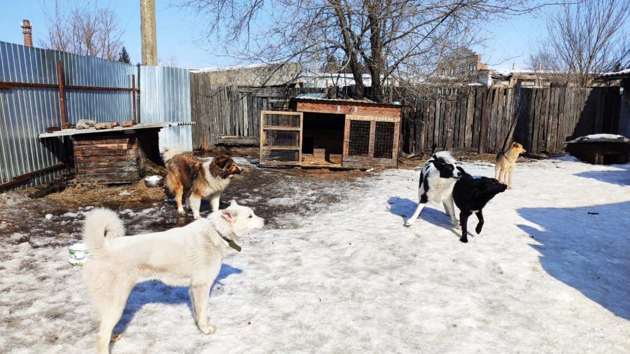 В Усть-Куте увеличили отлов бездомных собак после жалоб местных жителей ИА ЕАОMedia
