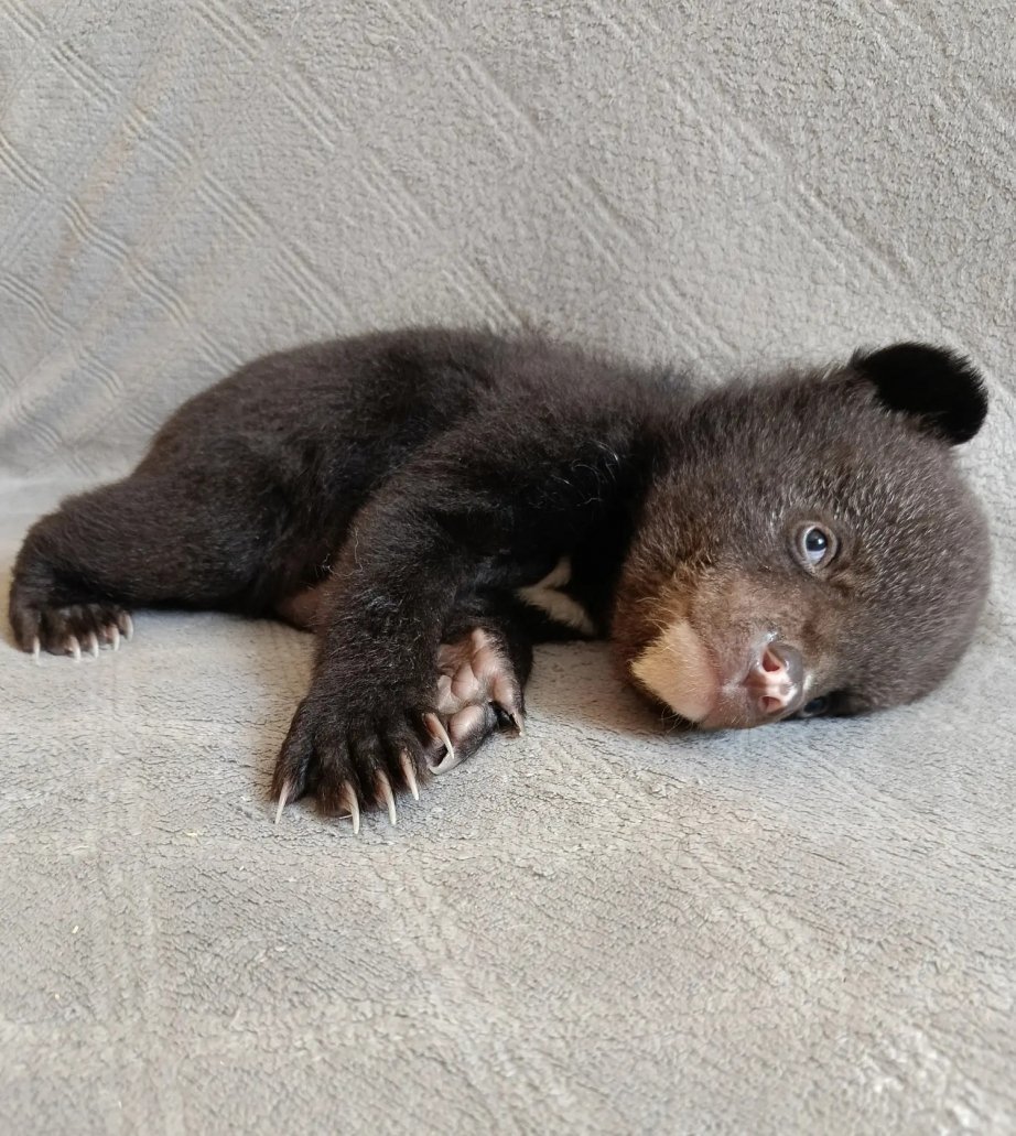 Миша-сирота Управление охотничьего хозяйства правительства Хабаровского края