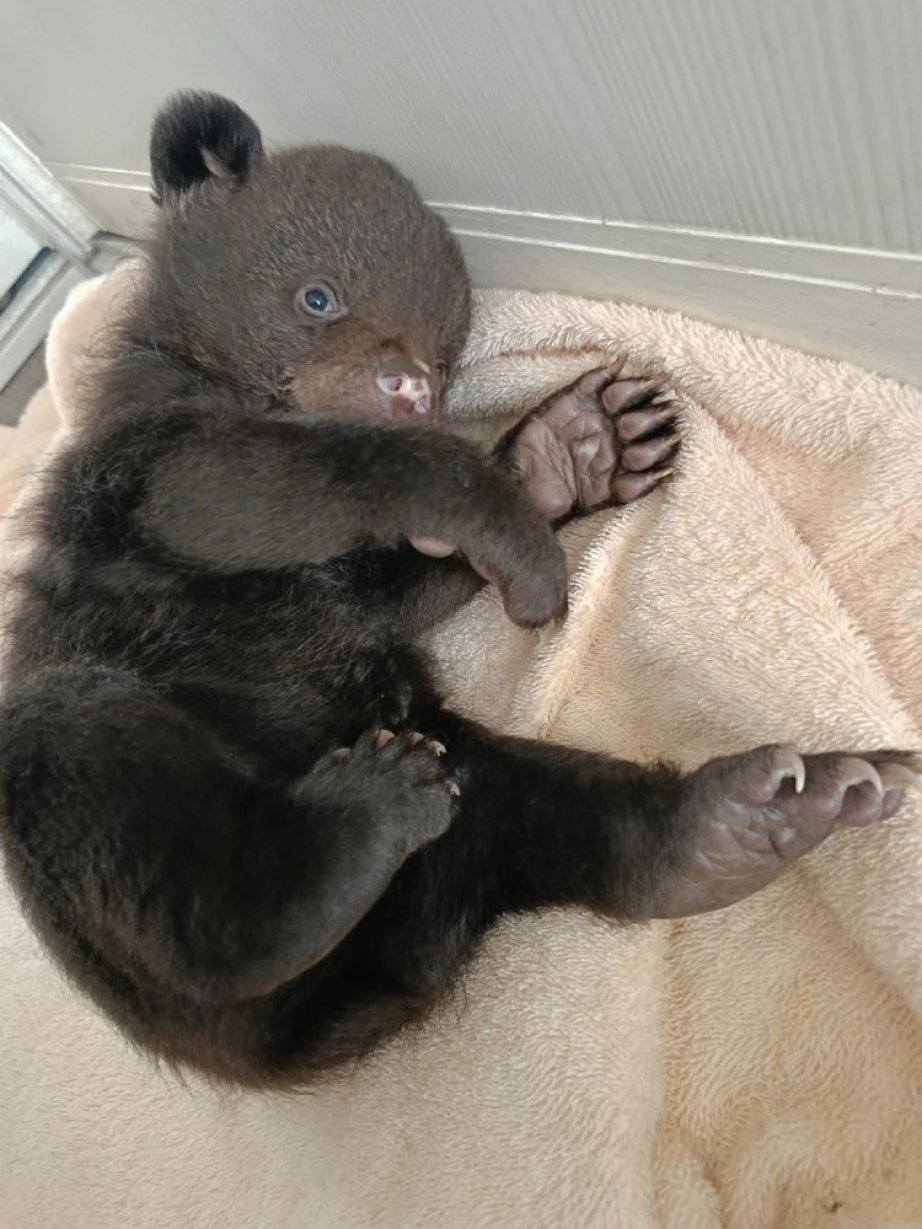 Управление охотничьего хозяйства правительства Хабаровского края