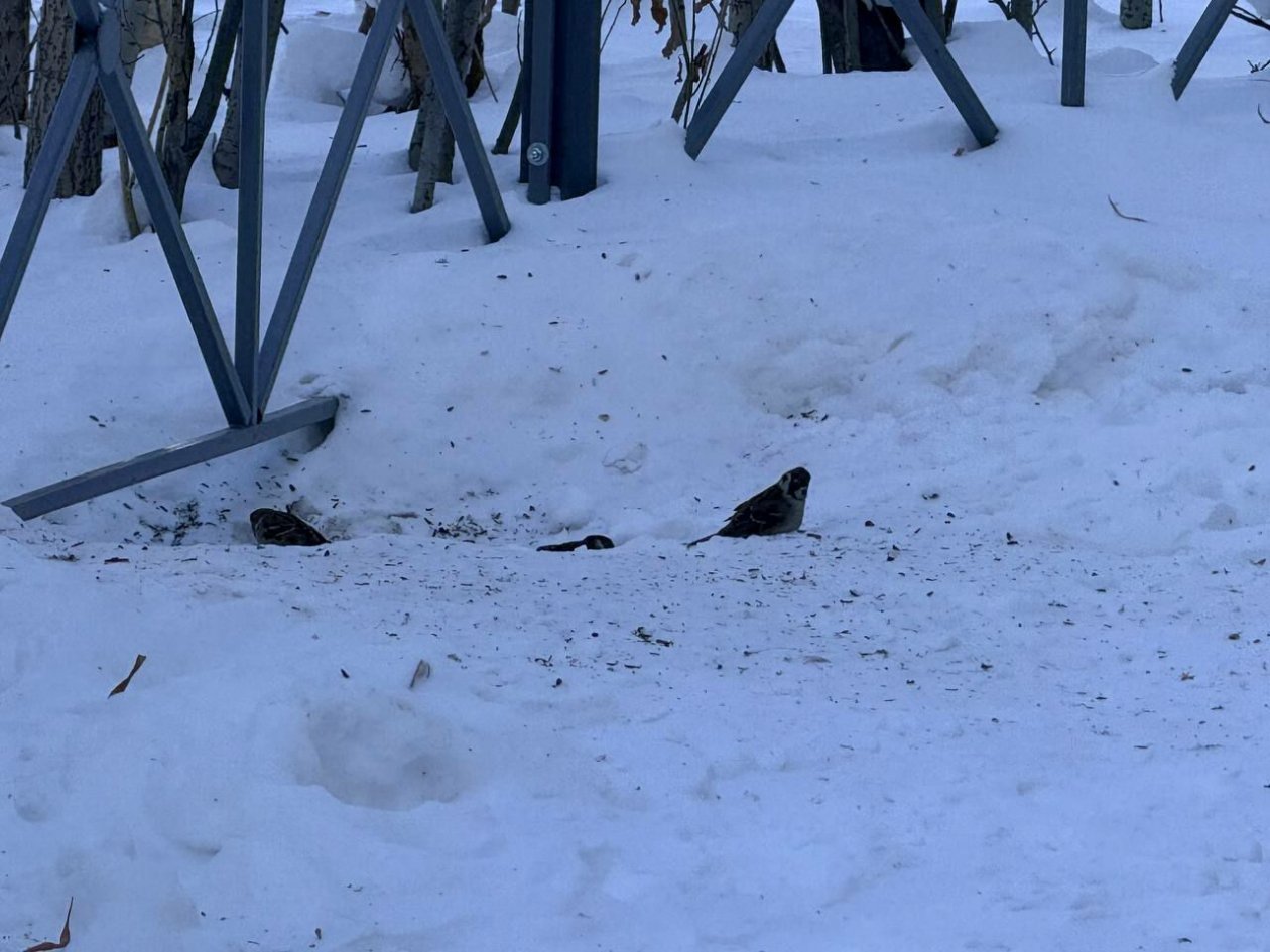 Фаст-фуд становится энергетической ловушкой для воробьев Якутска ИА YakutiaMedia