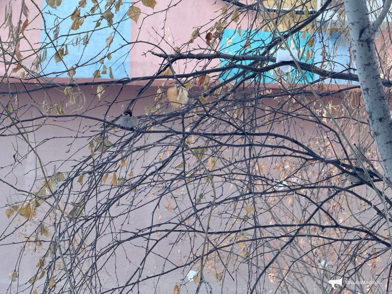 ИА YakutiaMedia