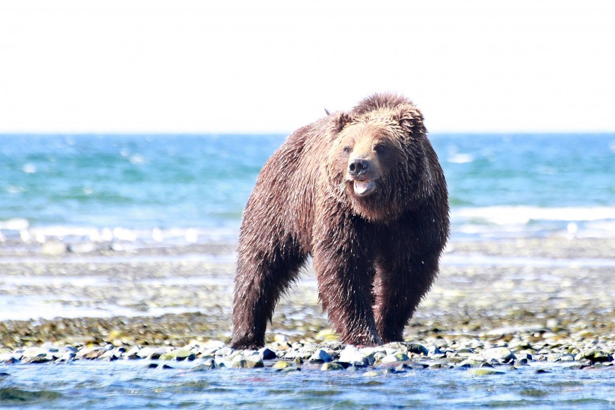Медведь-шатун угрожает жителям двум сел в Якутии Игорь Чёрный, ИА MagadanMedia