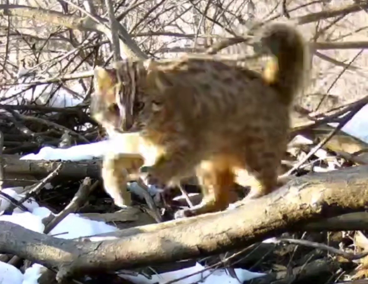 Тот самый &quotклептоман&quot (скриншот видео) Tg-канал (18+) ФГБУ &quotЗемля леопарда&quot