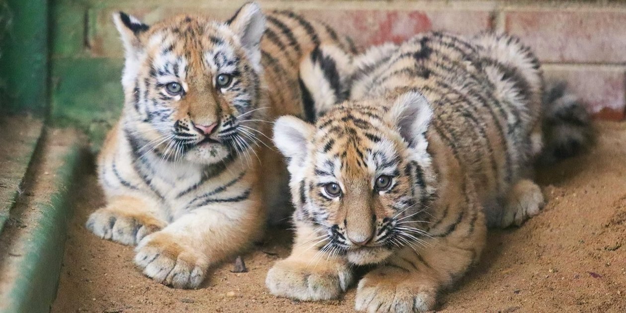 Тигрята https://www.mos.ru