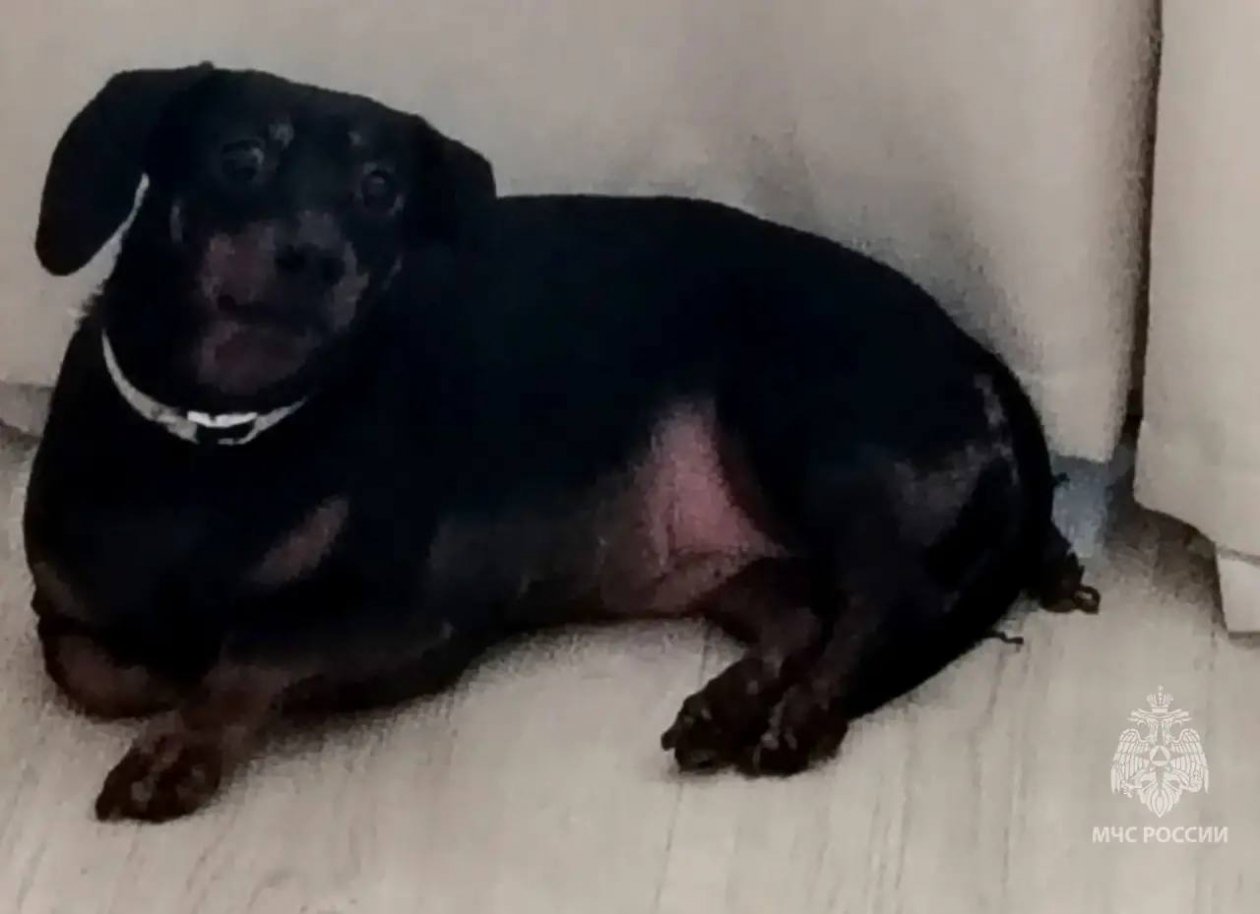 ГУ МЧС по ЕАО