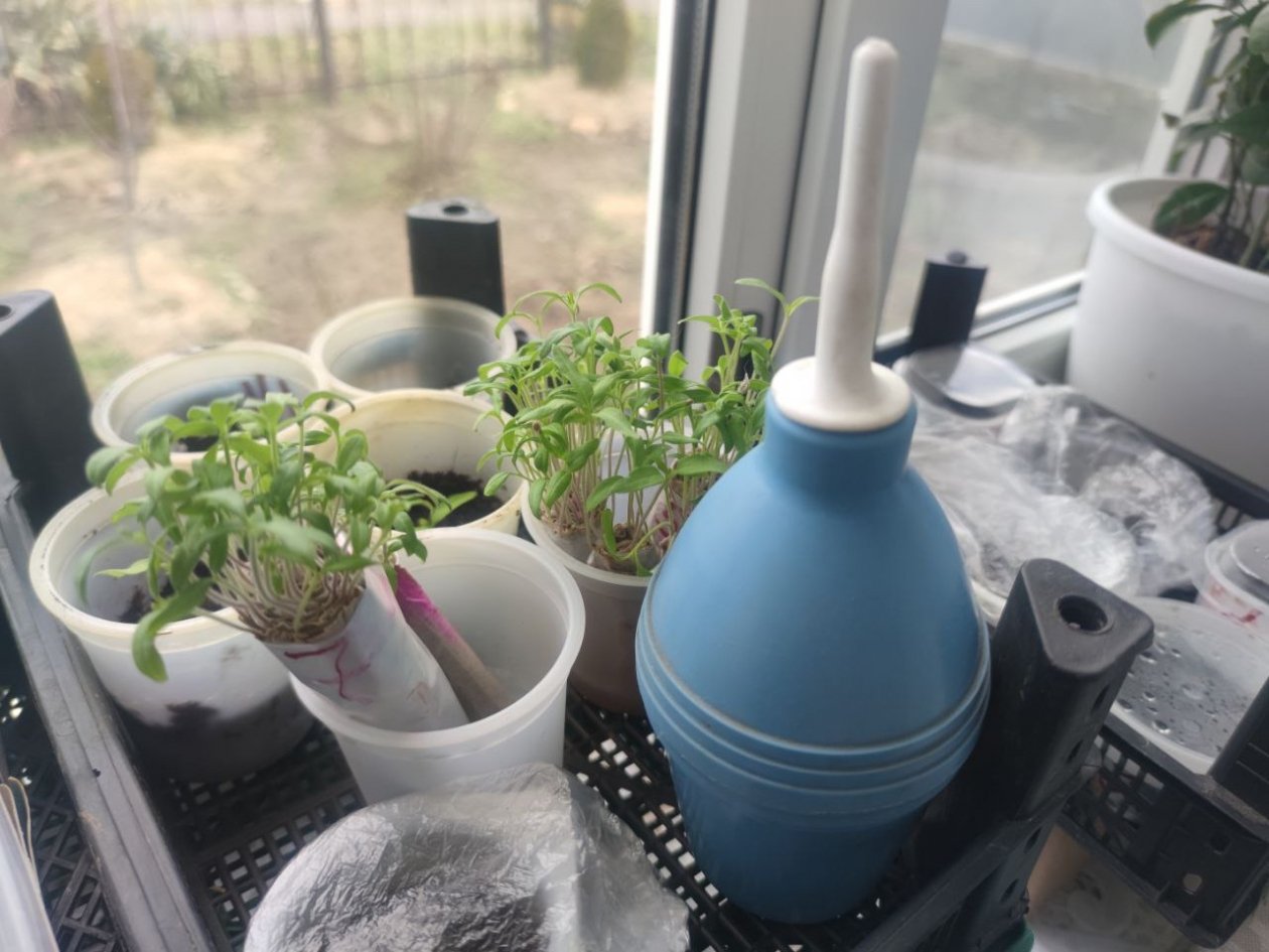 Сколько можно не поливать рассаду: классный лайфхак для дачников, которые вечно заняты ИА SochiMedia