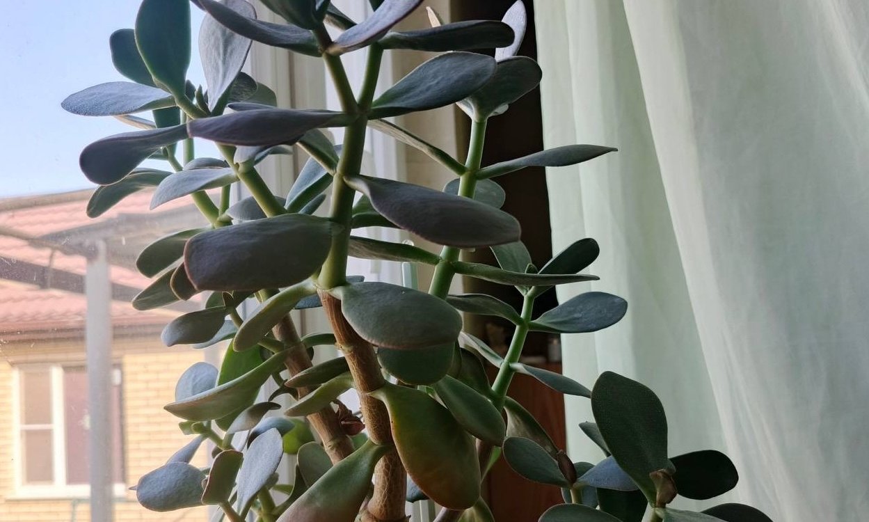 Не более 1/3 листвы: как обрезать денежное дерево, чтобы оно выросло до потолка ИА KrasnodarMedia