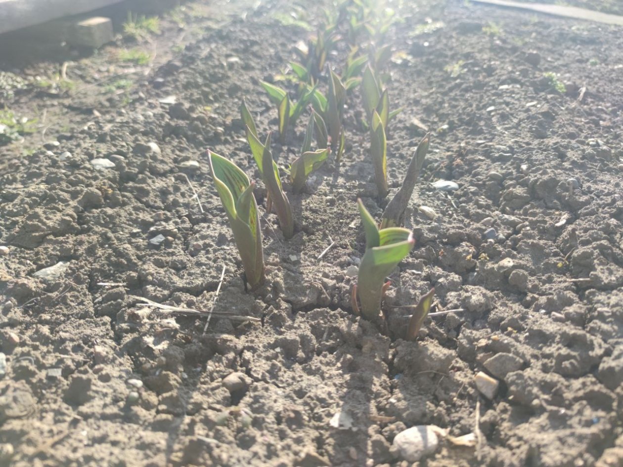 5 кг на кв. метр - самая главная подкормка в марте: умные садоводы уже вносят ИА KrasnodarMedia