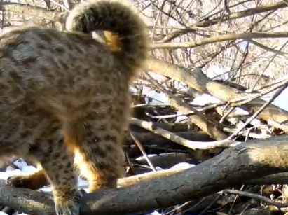 Скриншот из видео Ольга Шедько