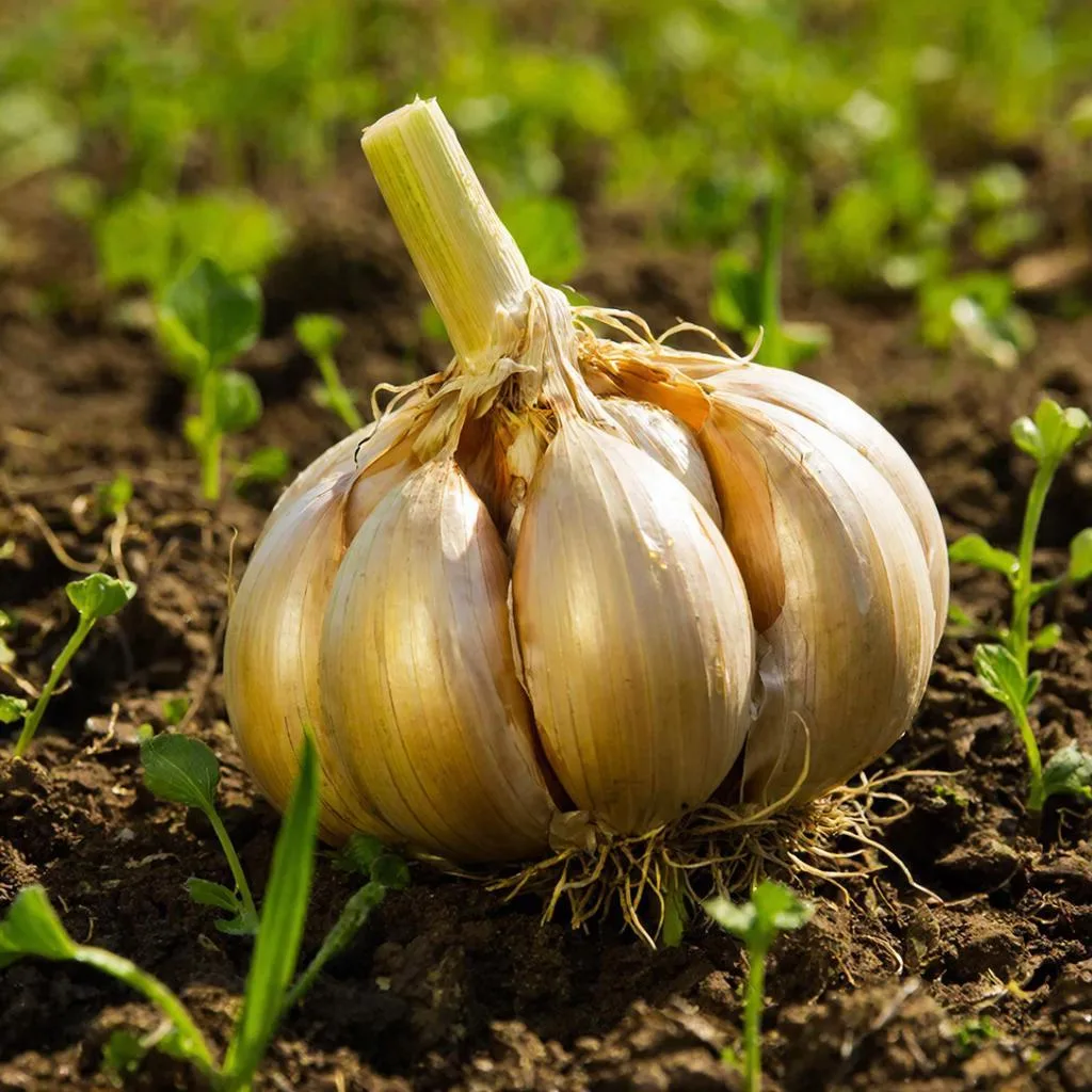 Чеснок GigaChat (12+)