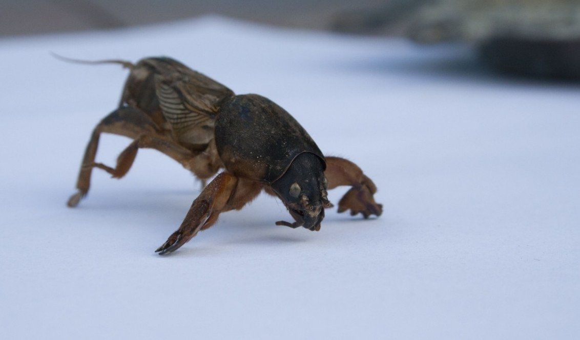 медведка pxhere.com