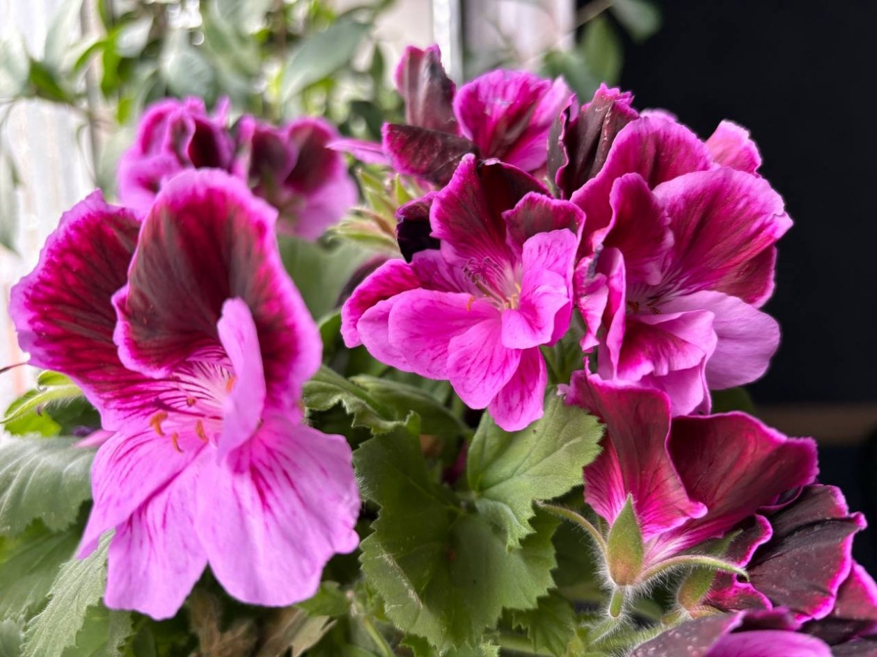 В марте герани - первым делом: 1 грамм в теплую воду - цветет даже ночью ИА Stavropol.Media