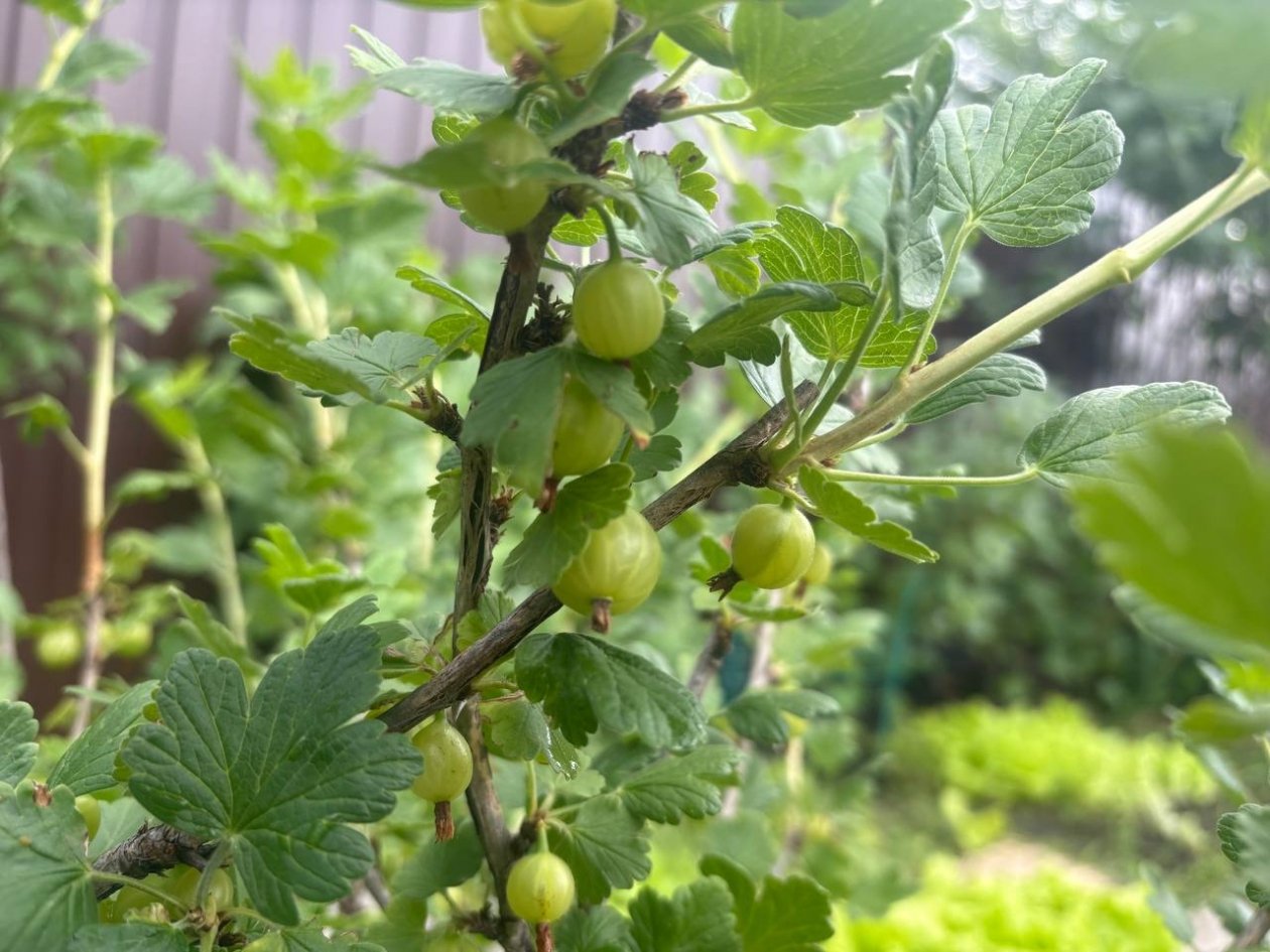 1 щепотка горчицы - крыжовник размером с грецкий орех: льем под куст и на листья ИА KrasnodarMedia