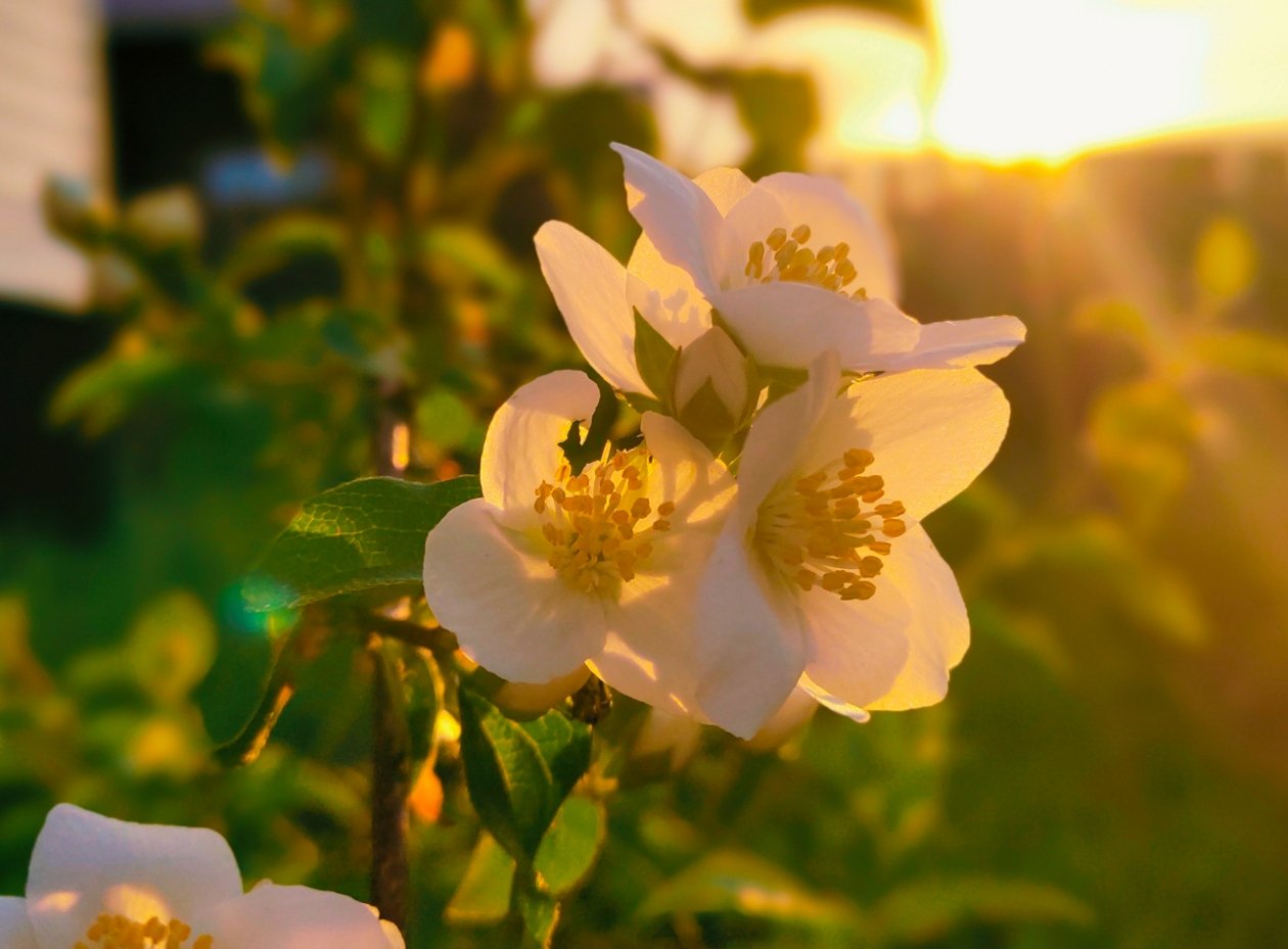 Жасмин Автора