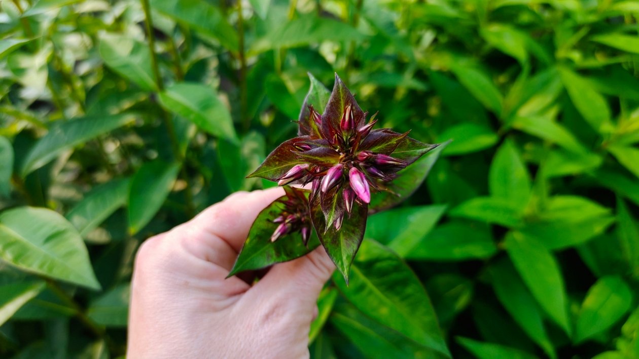 Флоксы Автора