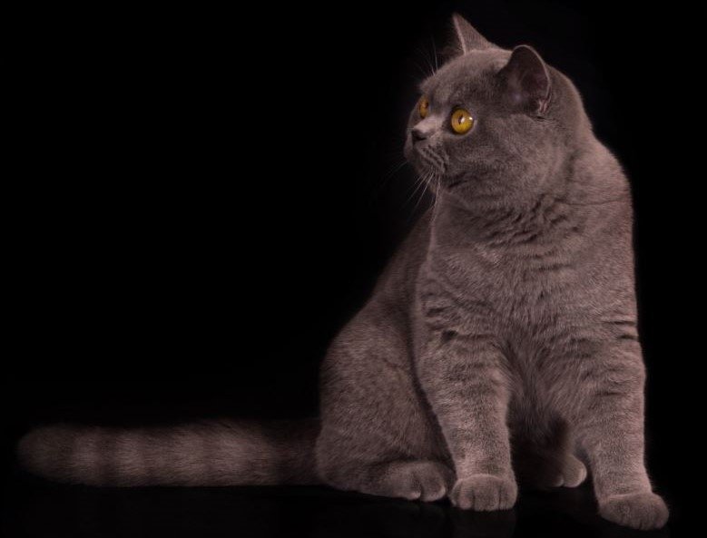 Тематическое фото pxhere.com