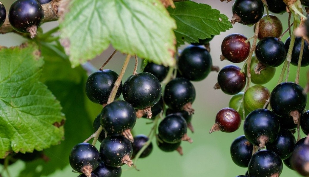 Беру 2 стакана золы и ведро очисток - и собираю по 7 ведер смородины размером с виноград pxhere.com