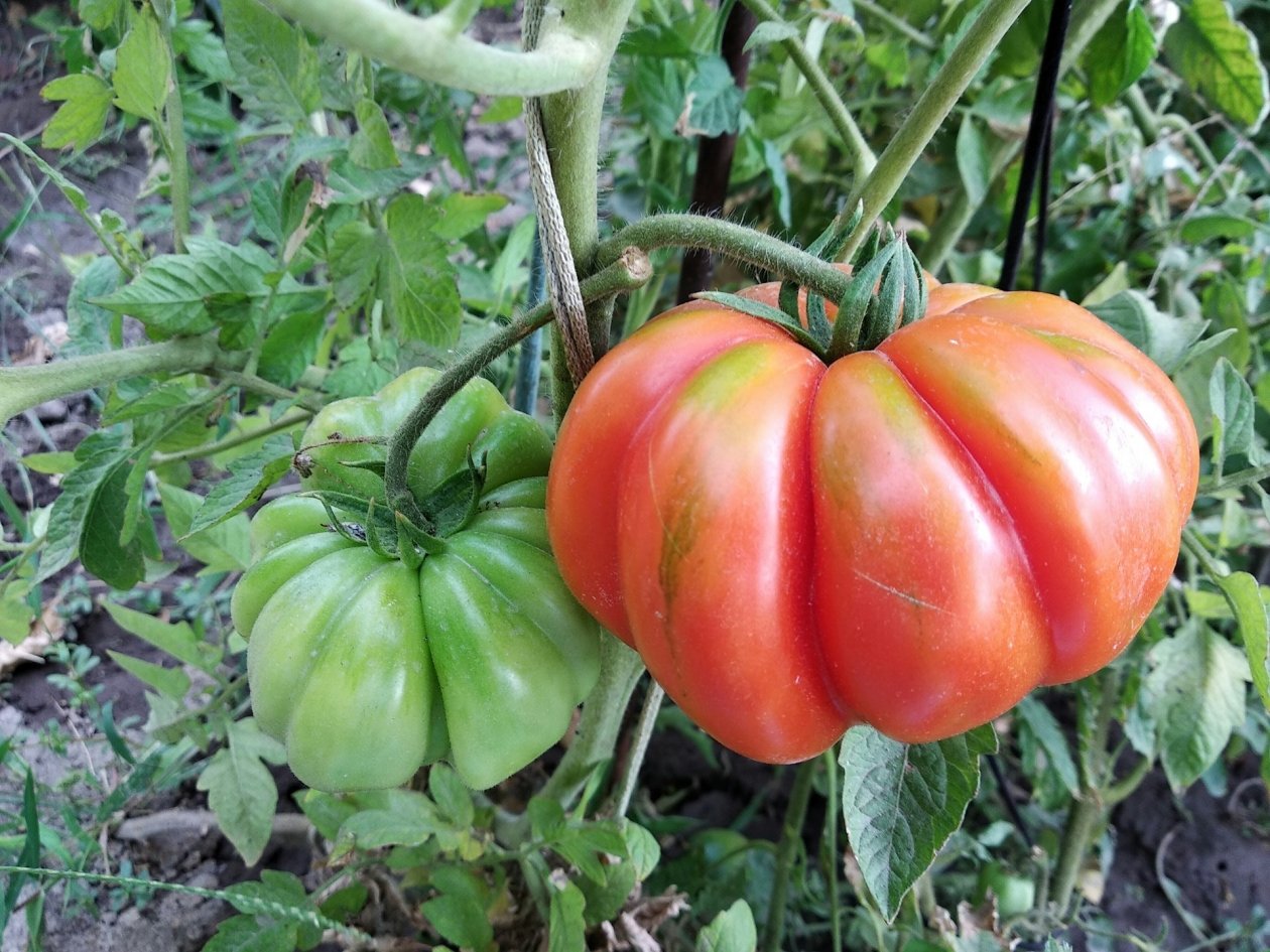 &quotБычье сердце&quot в аутсайдерах: этот сорт в 3 раза слаще, по 400 г - сплошное мясо Anna Evans/unsplash