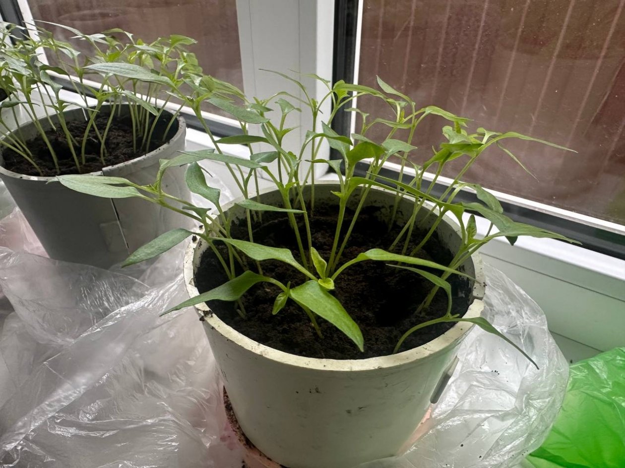 Не календарь, не возраст: 1 сигнал, когда рассаде пора переезжать - будет крепкой и мощной ИА SochiMedia