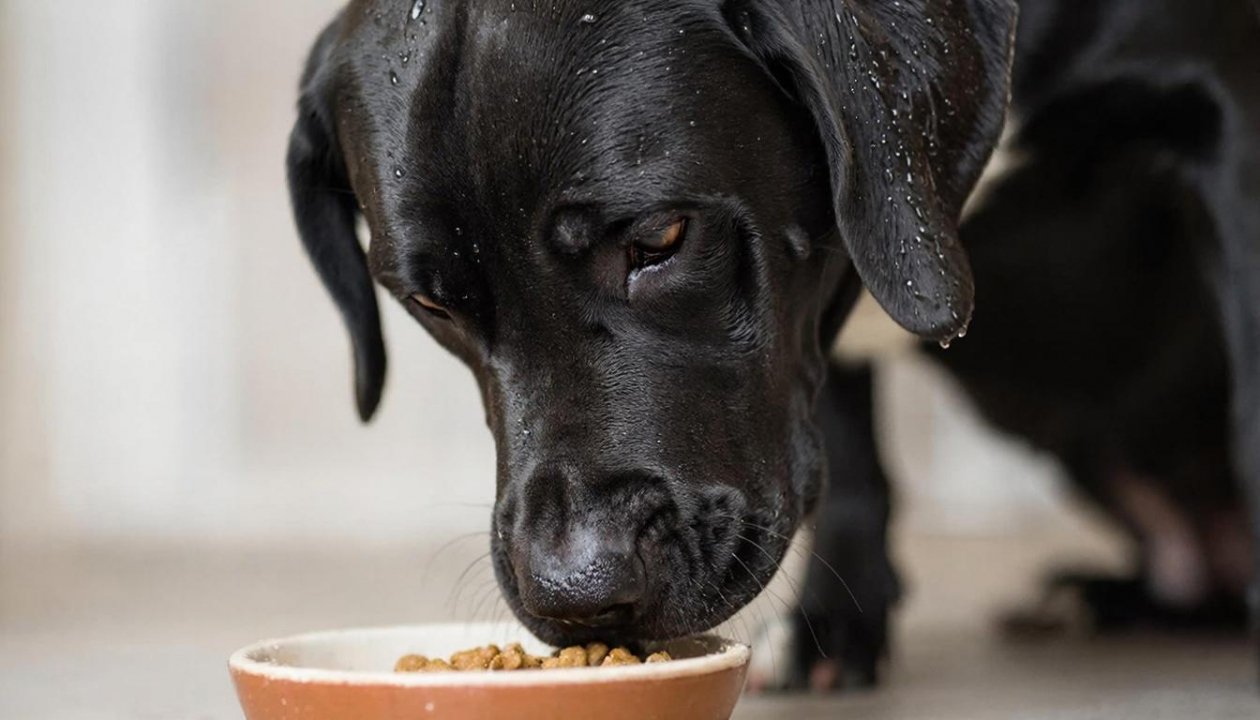 Сколько раз в день кормить собаку: нормы для щенков, взрослых и пожилых питомцев ИИ Kandinsky (18+)