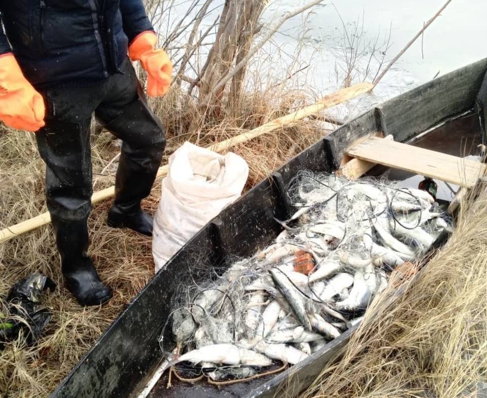 Омуль — эндемик Байкала, ценный промысловый вид семейства лососевых. МВД Бурятии