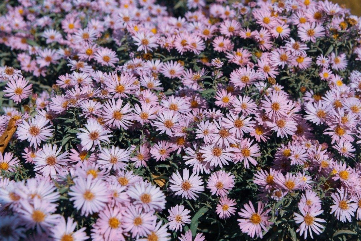 Головоломка для ума Ольга Долгополова, ИА UssurMedia