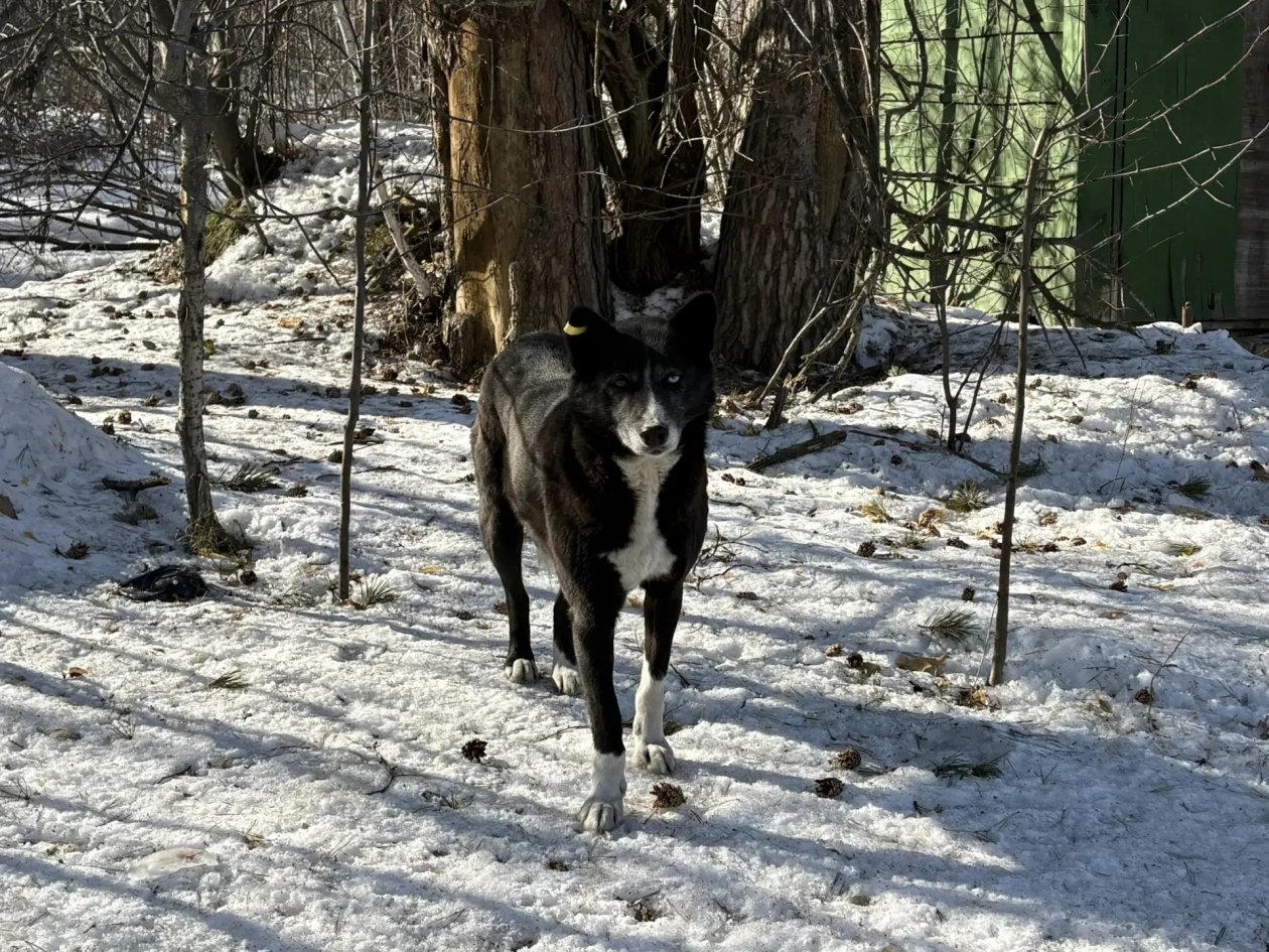 Собака администрация Иркутска