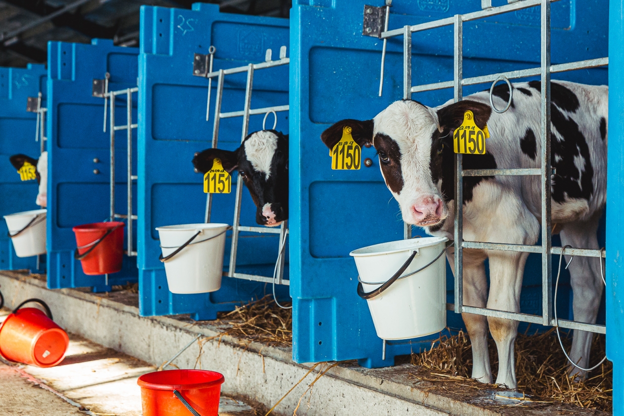 В регионах идет массовый забой скота на фермах Мария Смитюк, ИА PrimaMedia