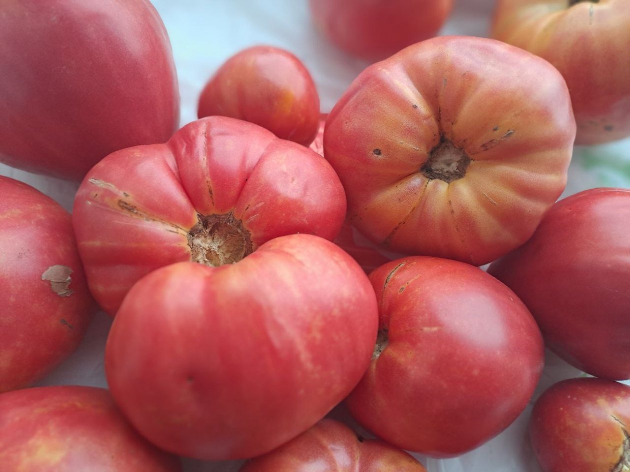 Тематическое фото Ольга Долгополова, ИА UssurMedia