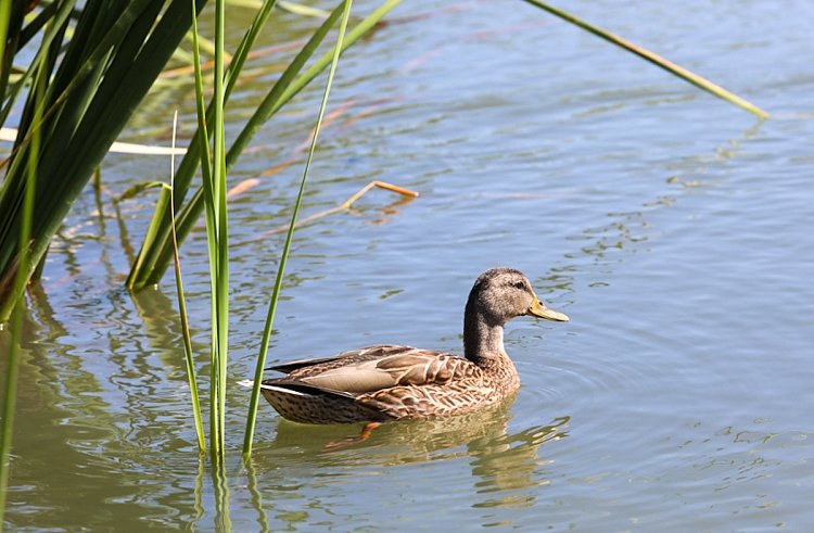 Весенняя охота на селезней стартовала в Приморье Пресс-служба правительства Приморского края