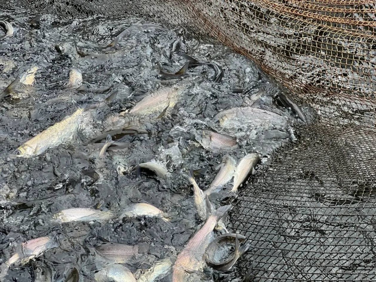 В Бурятии разрешили вылов омуля для воспроизводства на Байкале Минсельхоз Бурятии