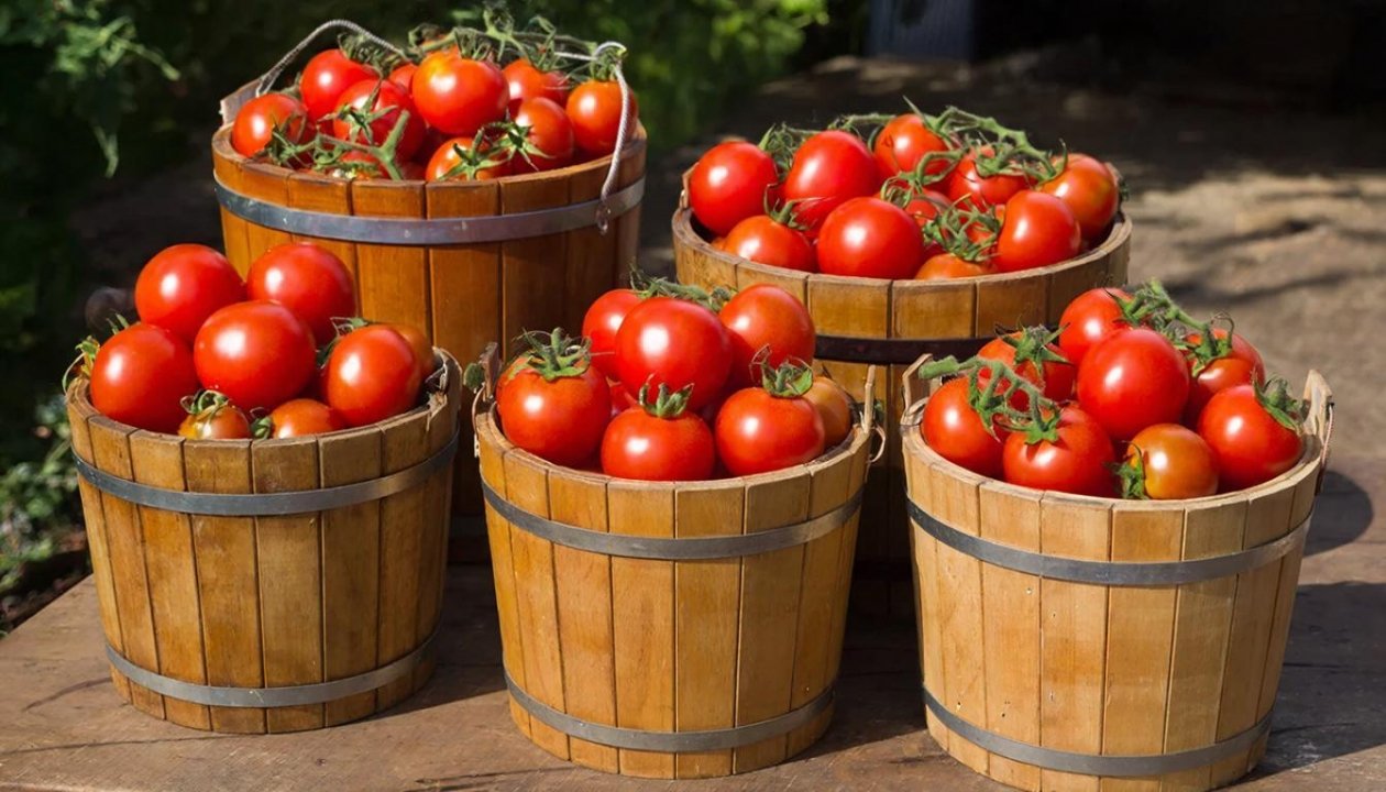 По 1 литру под куст: после этой подкормки томаты собирают ведрами уже летом ИИ GigaChat (18+)