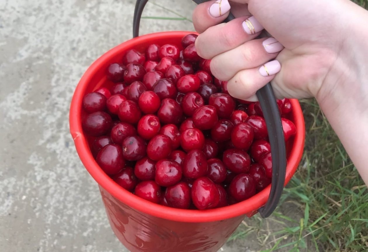 Всего 15 г на один кв. метр: после этого удобрения красная и сладкая вишня идет ведрам ИА KrasnodarMedia