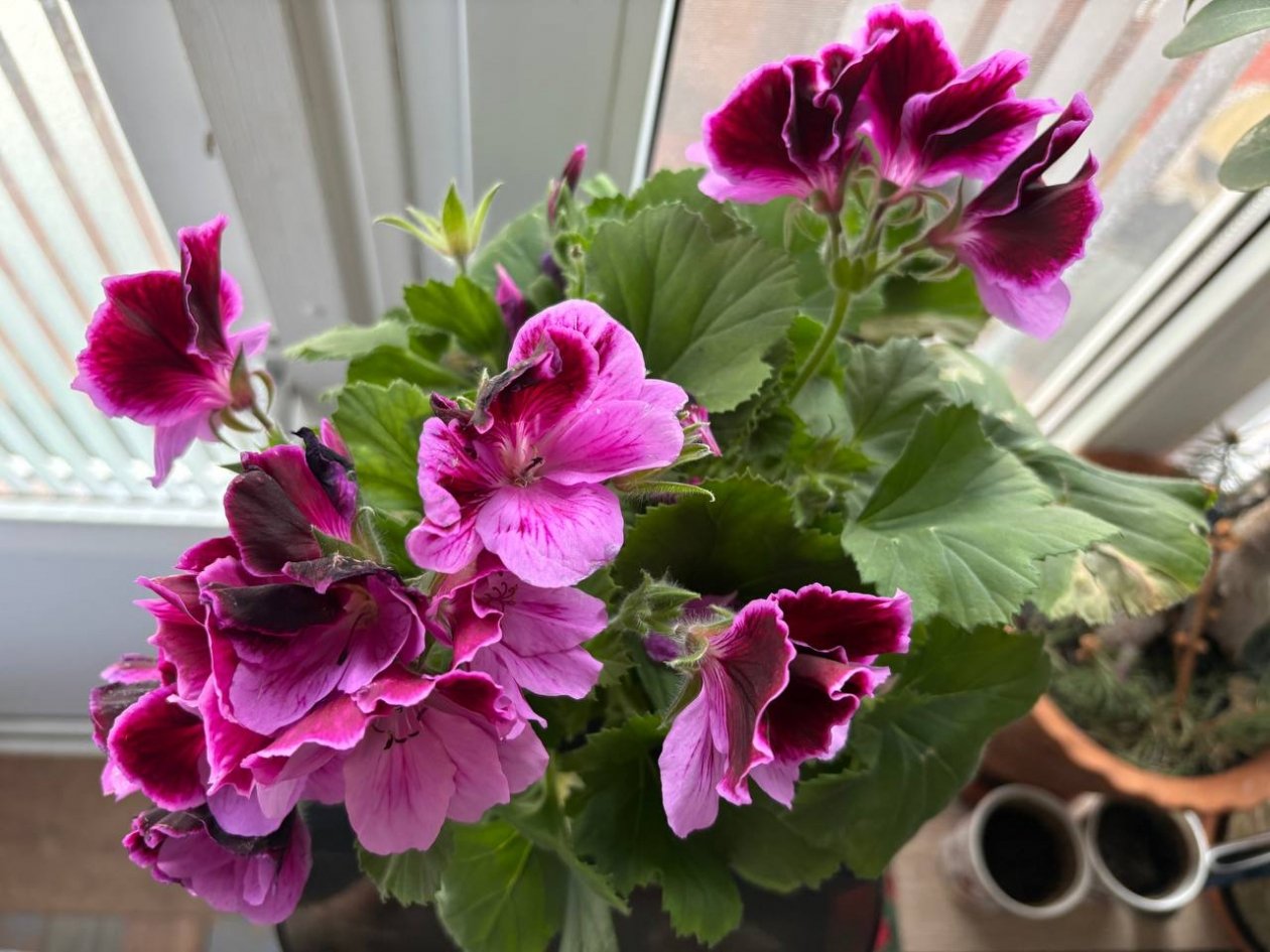 Всего 1 капля в раствор, и герань будет цвести непрерывно год ИА SevastopolMedia