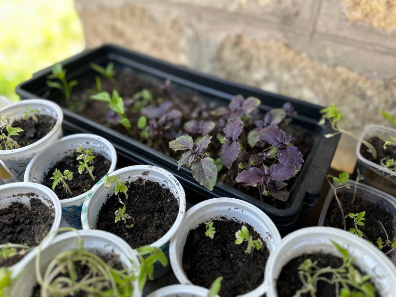 Разведите 1 таблетку в литре - рассада не бледнеет, и прет щеткой ИА SochiMedia