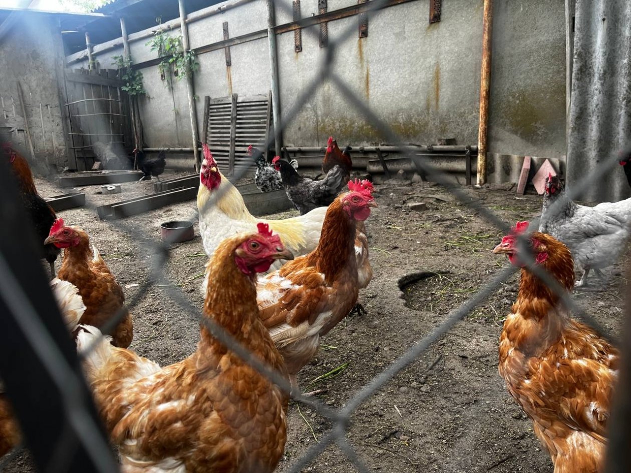 Засыпаю в курятник 25 г смеси - яиц весной на 50% больше. Мощнейшая яйценоскость ИА KrasnodarMedia