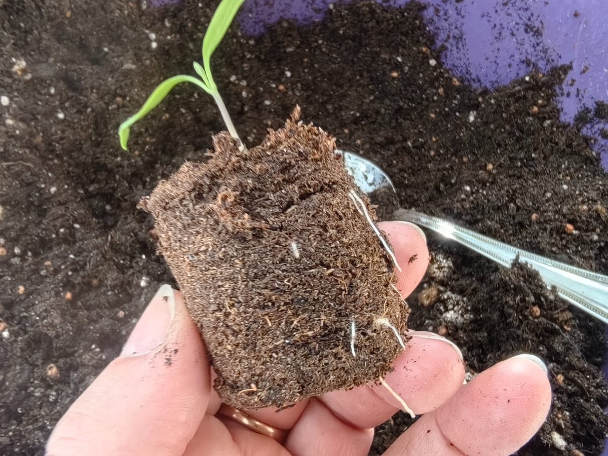 автор Дзен-канала «Посад» (12+)