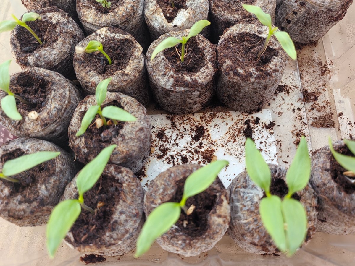 автор Дзен-канала «Посад» (12+)