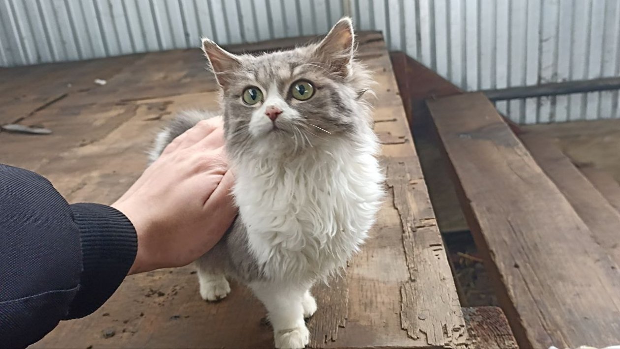 Топ-5 самых ласковых пород кошек, которые будут ходить за вами хвостиком: преданнее любой собаки ИА Stavropol.Media